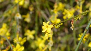 Verdes todo el año: las siete plantas trepadoras que resisten el calor, el frío y son fáciles de cuidar