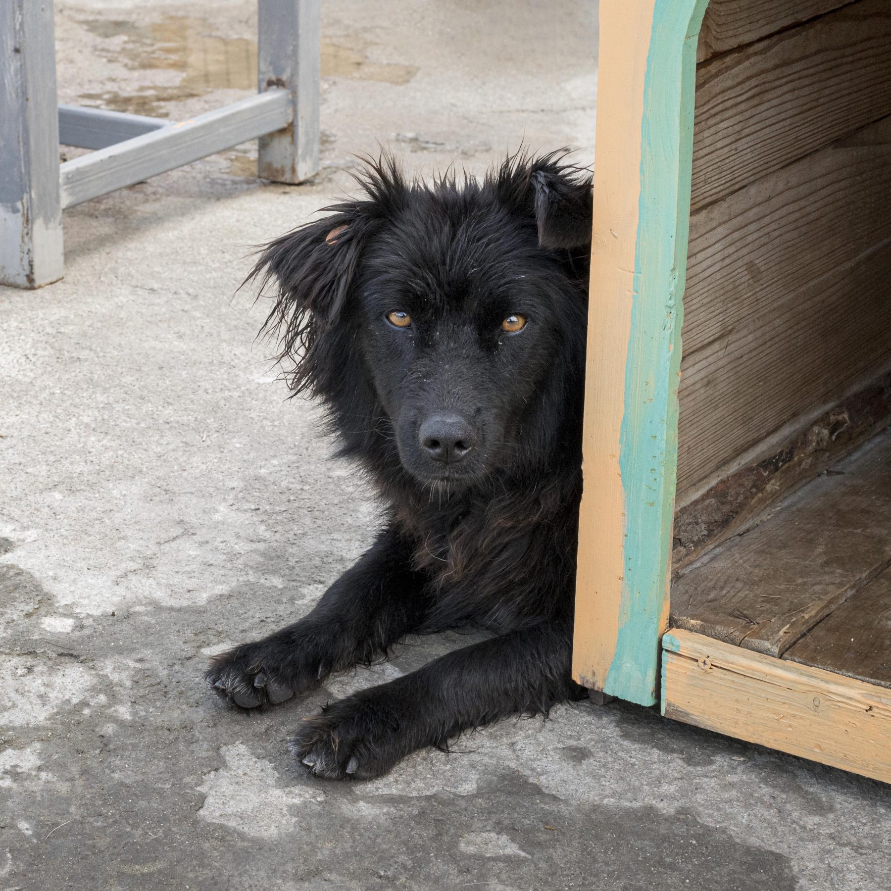 Al menos 80 especies de fauna en Argentina e India son afectadas por perros sueltos.