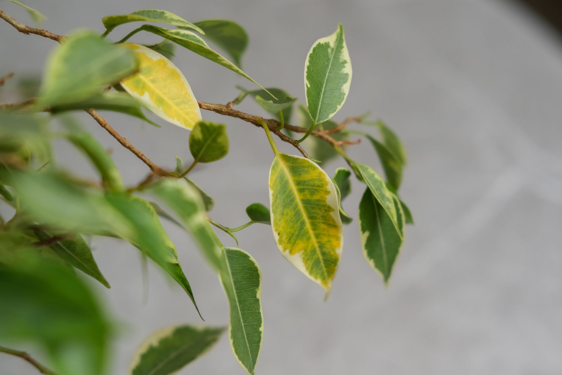 Recuperar un Ficus que ha perdido sus hojas puede parecer un desafío, pero es un proceso completamente natural