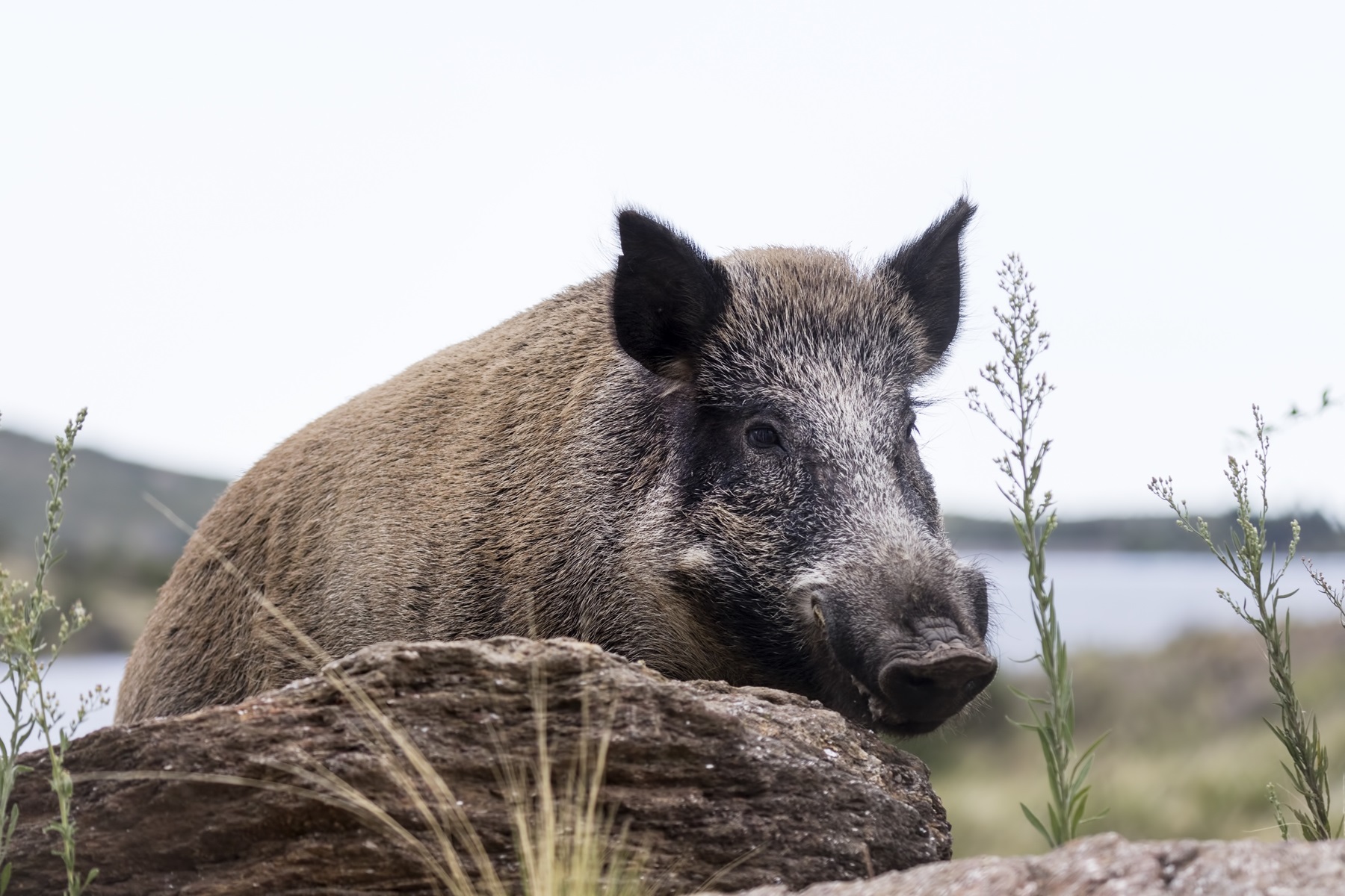 Encontraron jabalíes infectados con el parásito de la triquinosis a una distancia que oscilaba entre 11 y 40 kilómetros cerca de las ciudades como Bariloche y San Martín de los Andes (Fotos: gentileza)
