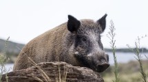 Imagen de Invasión de jabalíes: Qué enfermedad pueden transmitir