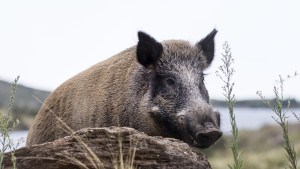 Invasión de jabalíes: Qué enfermedad pueden transmitir