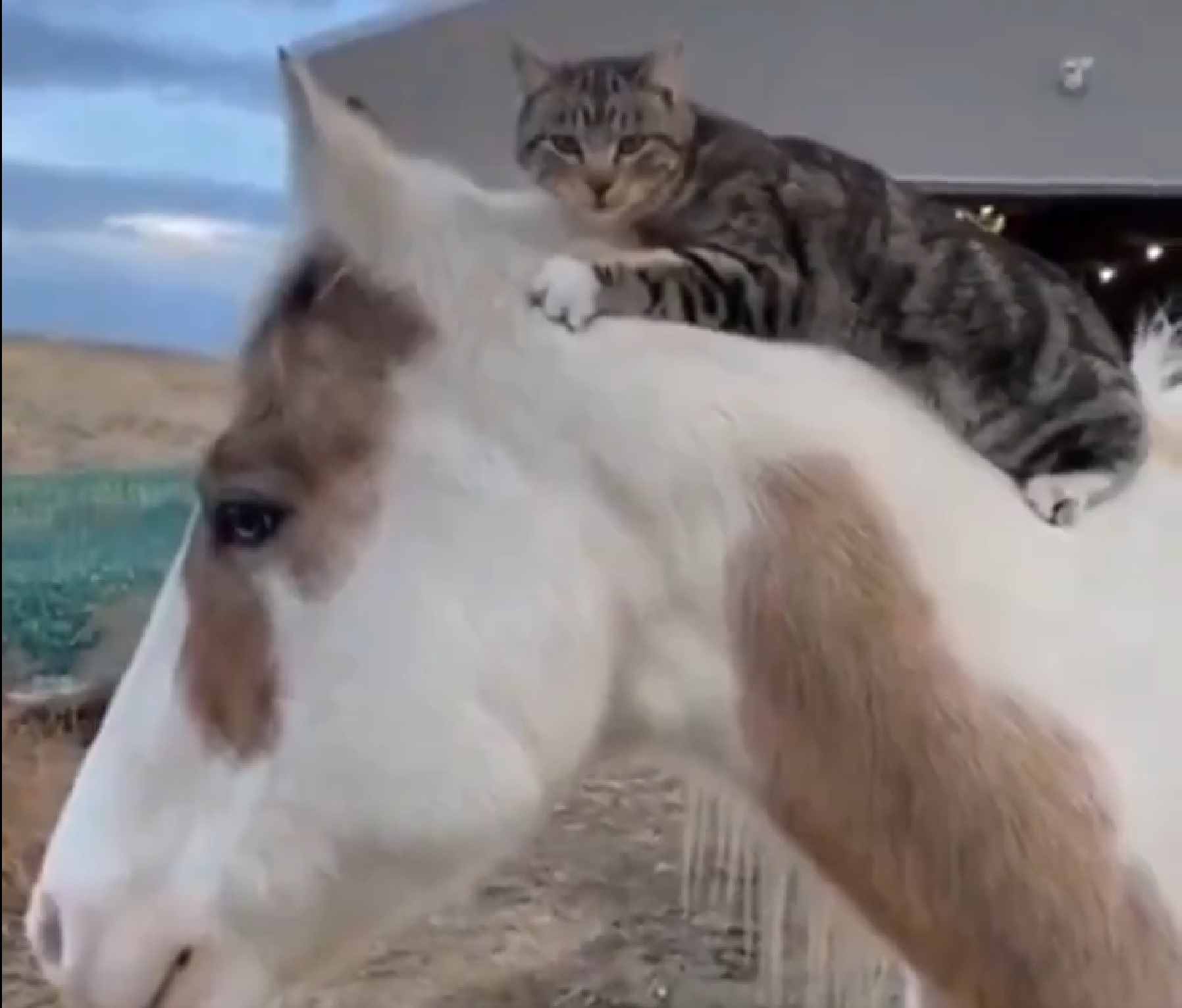 La amistad entre un gatito y un caballo.