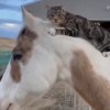 Imagen de La amistad más tierna: un caballo y un gatito disfrutan juntos de un paseo en un campo de Argentina 