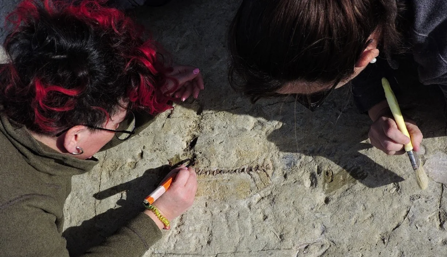 Descubren el fósil de un pez que vivió hace 10 millones de años en Chubut. Foto: Adnsur.