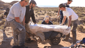 Hallazgo en Río Negro: recuperan restos de un dinosaurio carnívoro gigante y rival del T-Rex