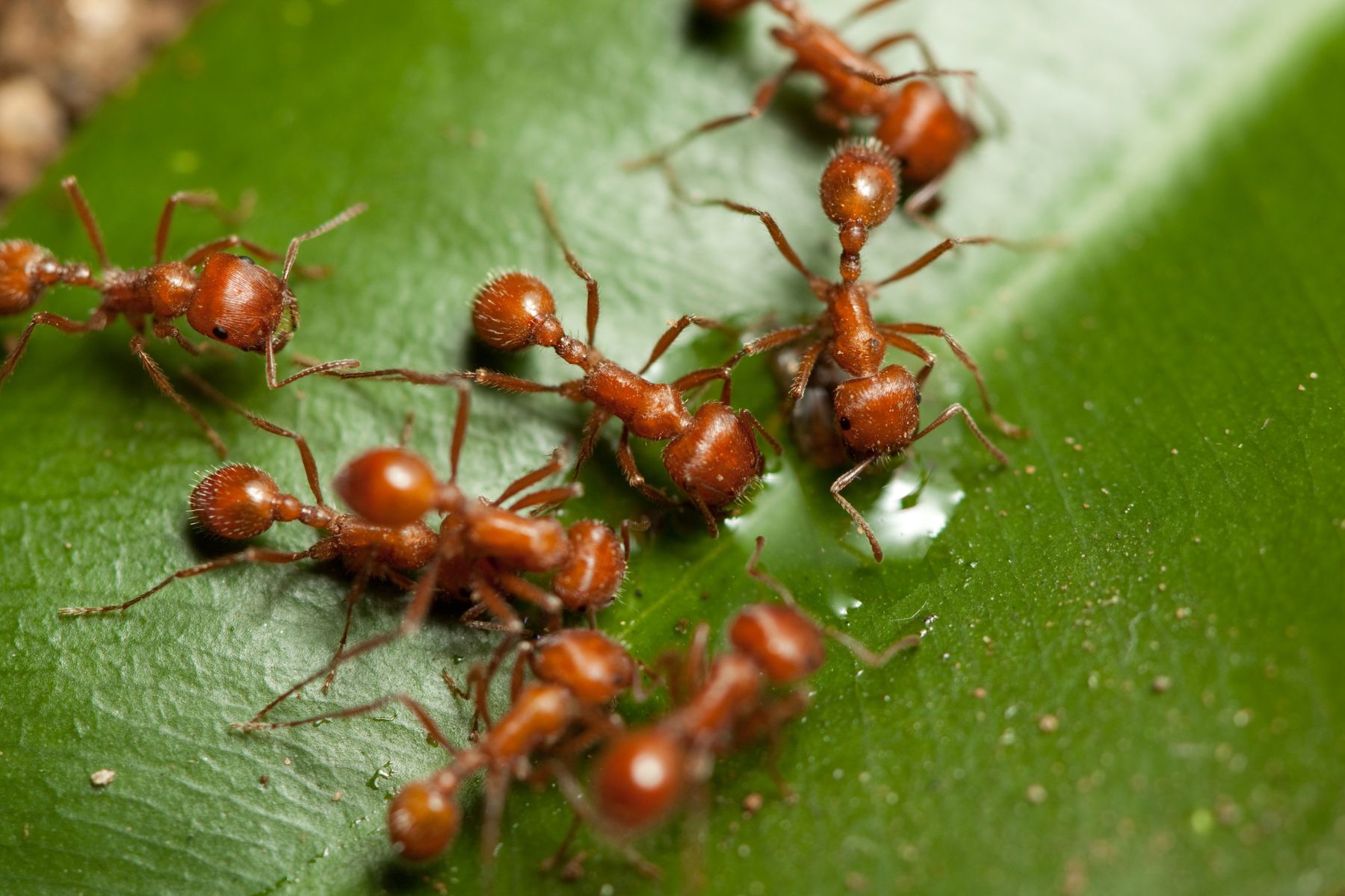 Las hormigas son una de las especies más comunes y evolucionadas en el ecosistema del jardín.