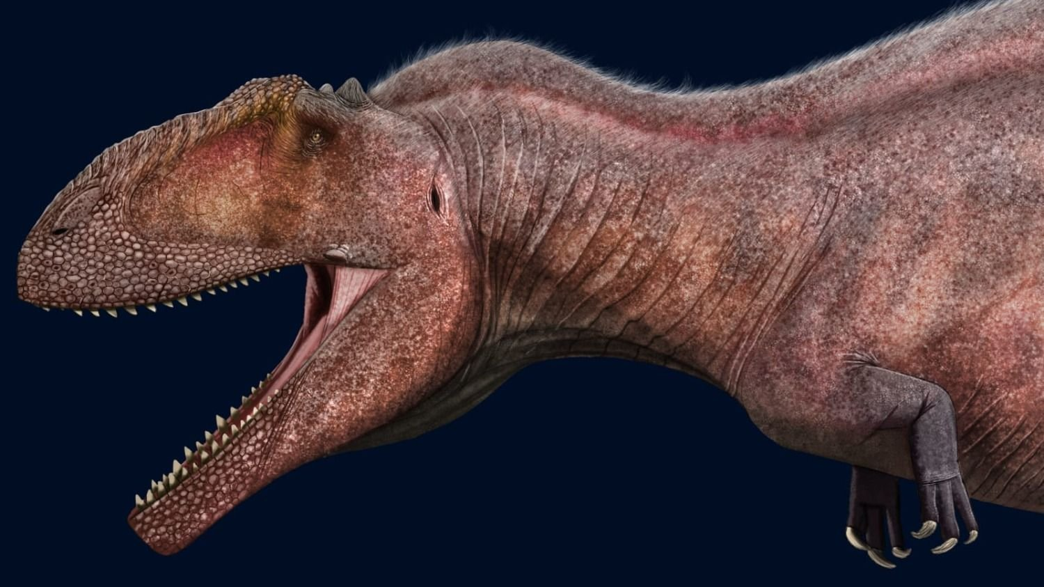 Taurovenator: el nuevo dinosaurio gigante carnívoro de Río Negro que ...