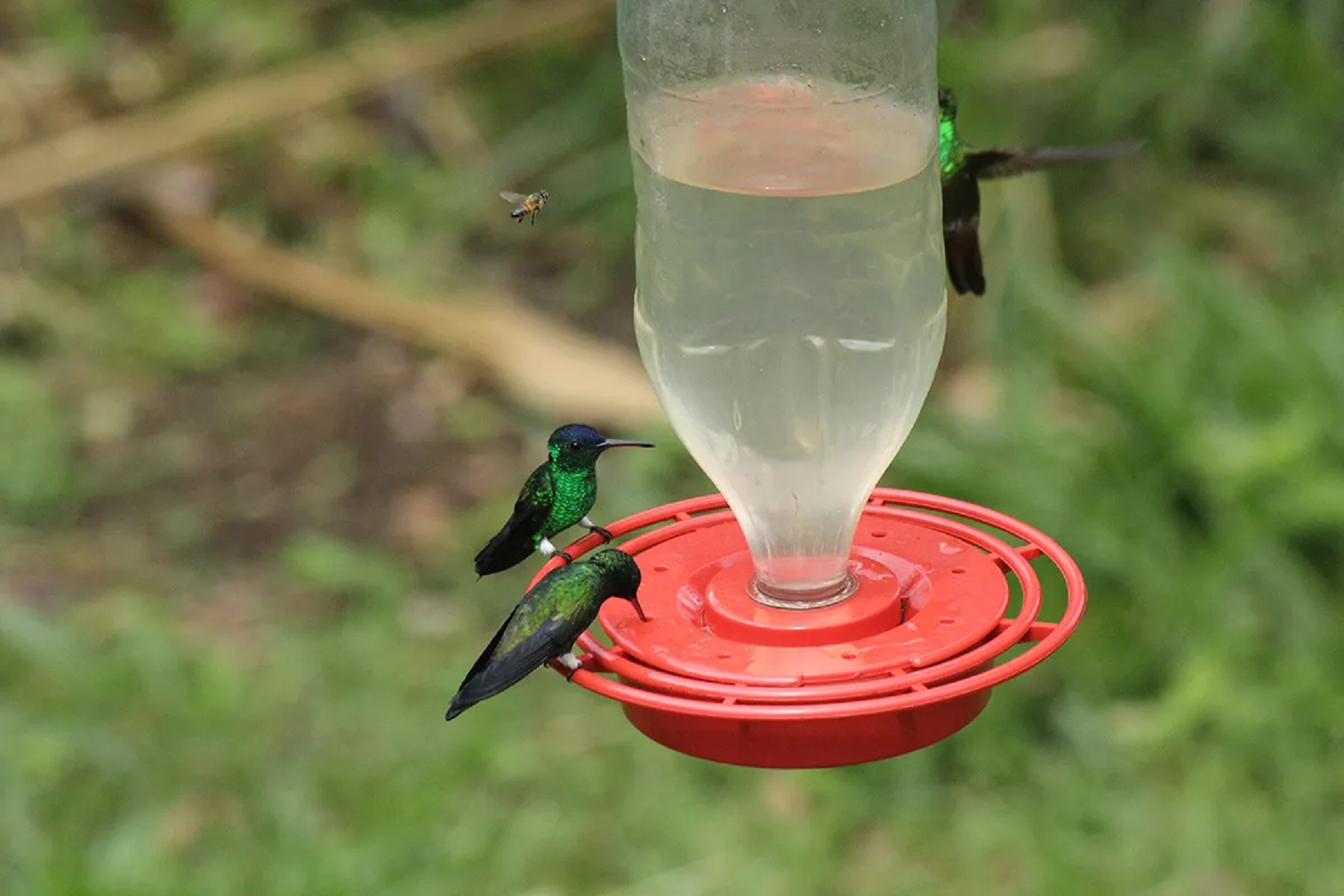 Nectar casero para colibríes