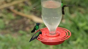 Cómo hacer un néctar casero para atraer colibríes