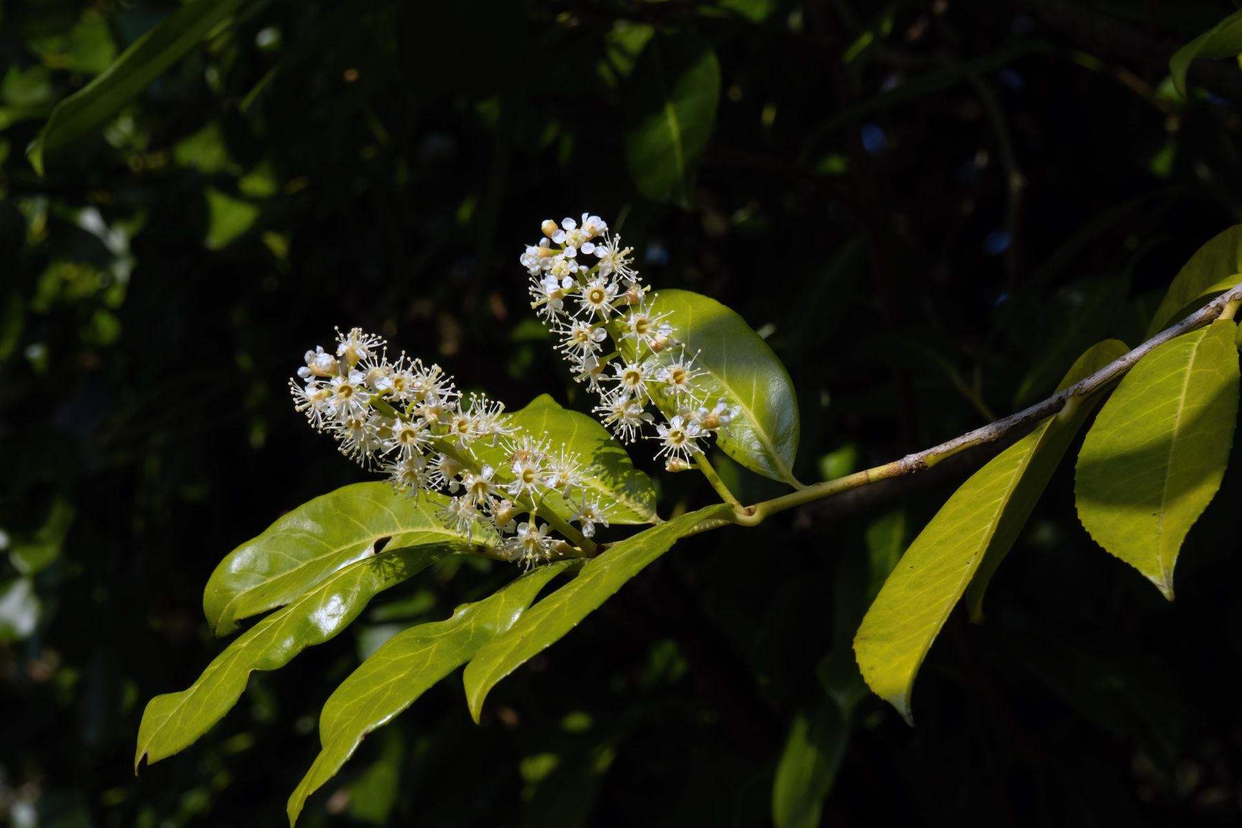 El laurel es una planta ideal para espacios con poca iluminación. 