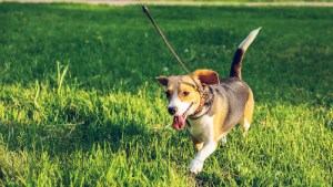 Cuál es el mejor horario para sacar a pasear a las mascotas