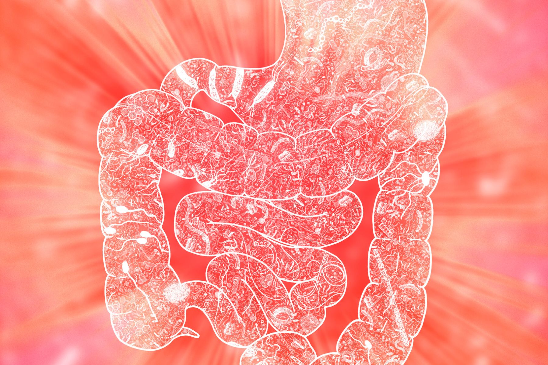 95% de nuestras bacterias viven en el tracto digestivo, sobre todo, en el colon.
