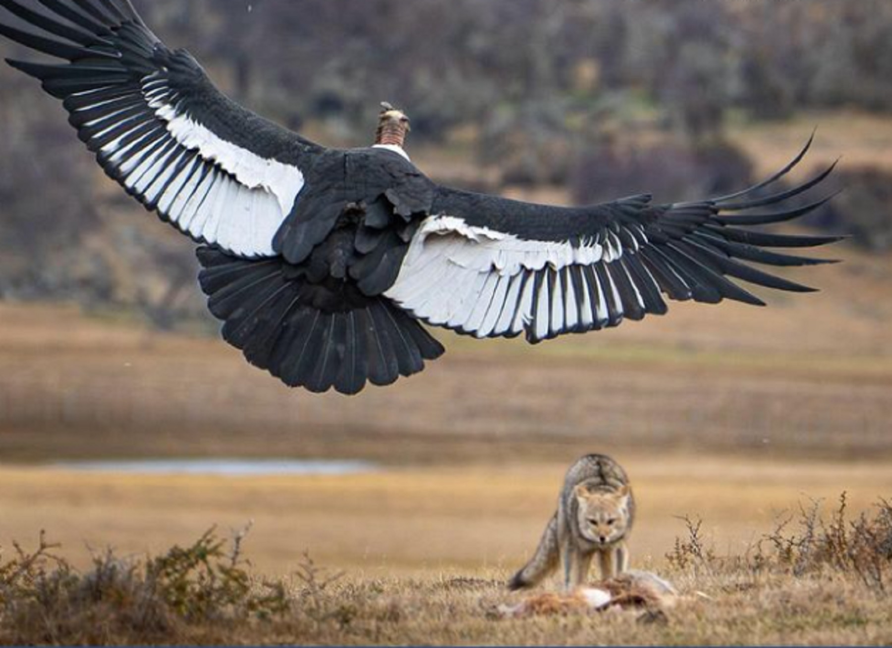 El fotógrafo Javier Mery capturó un momento clave en la Patagonia de Chile. Foto gentileza @jm.wildlife.  