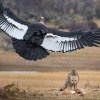 Imagen de De viaje por la Patagonia en Chile, capturó el momento decisivo entre un zorro, un águila y un cóndor