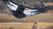 Imagen de De viaje por la Patagonia en Chile, capturó el momento decisivo entre un zorro, un águila y un cóndor