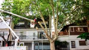 Corte de un árbol protegido en Neuquén: qué dice la ordenanza que protege a los plátanos