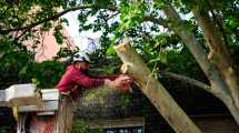 Imagen de Video: cortan un árbol protegido en Neuquén a espaldas del Deliberante