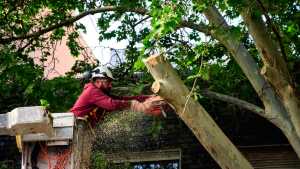 Video: cortan un árbol protegido en Neuquén a espaldas del Deliberante