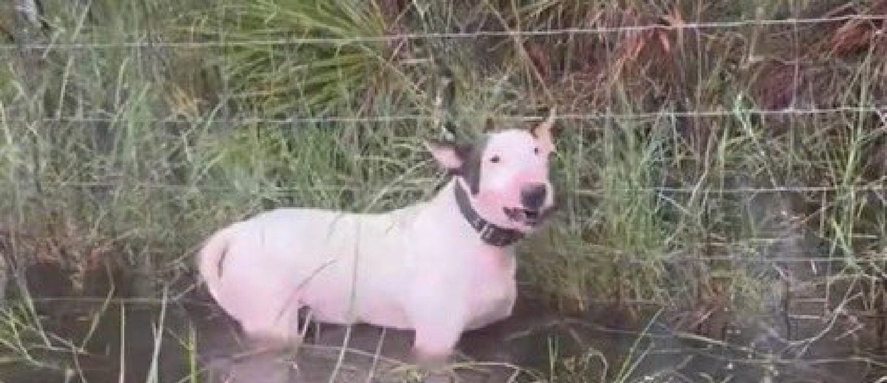 Perro abandonado en el huracán Milton.