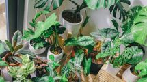 Imagen de Cinco plantas tropicales que están de moda: son fáciles de cuidar y crecen rápido