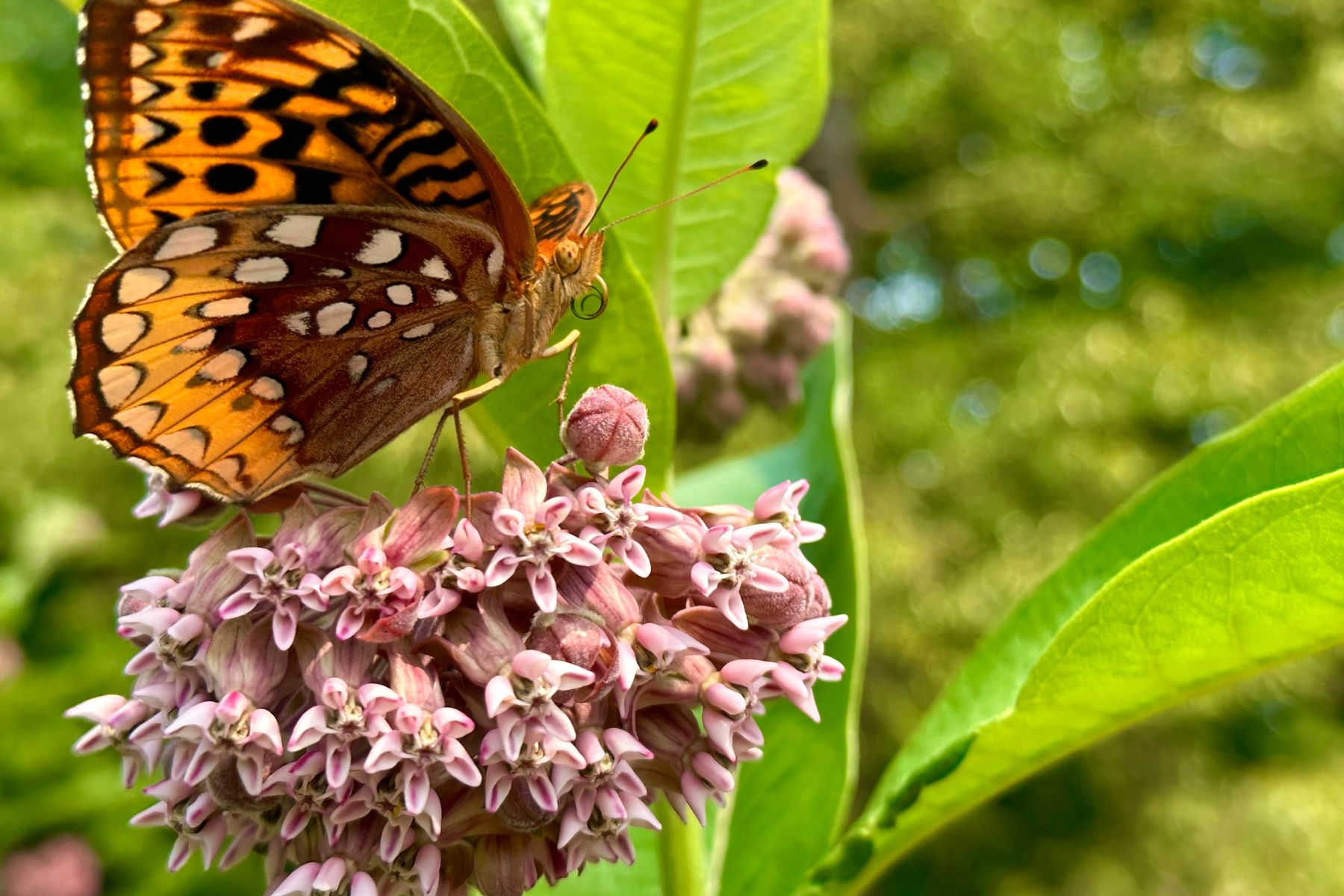 Las mariposas necesitan plantas hospederas para depositar sus huevos y otras que les proporcionen néctar en su etapa adulta.