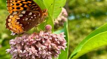 Imagen de Cómo lograr que tu jardín atraiga polinizadores y estalle de flores en noviembre