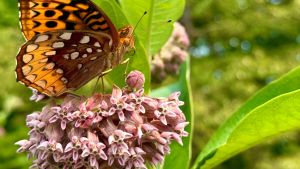 Cómo lograr que tu jardín atraiga polinizadores y estalle de flores en noviembre