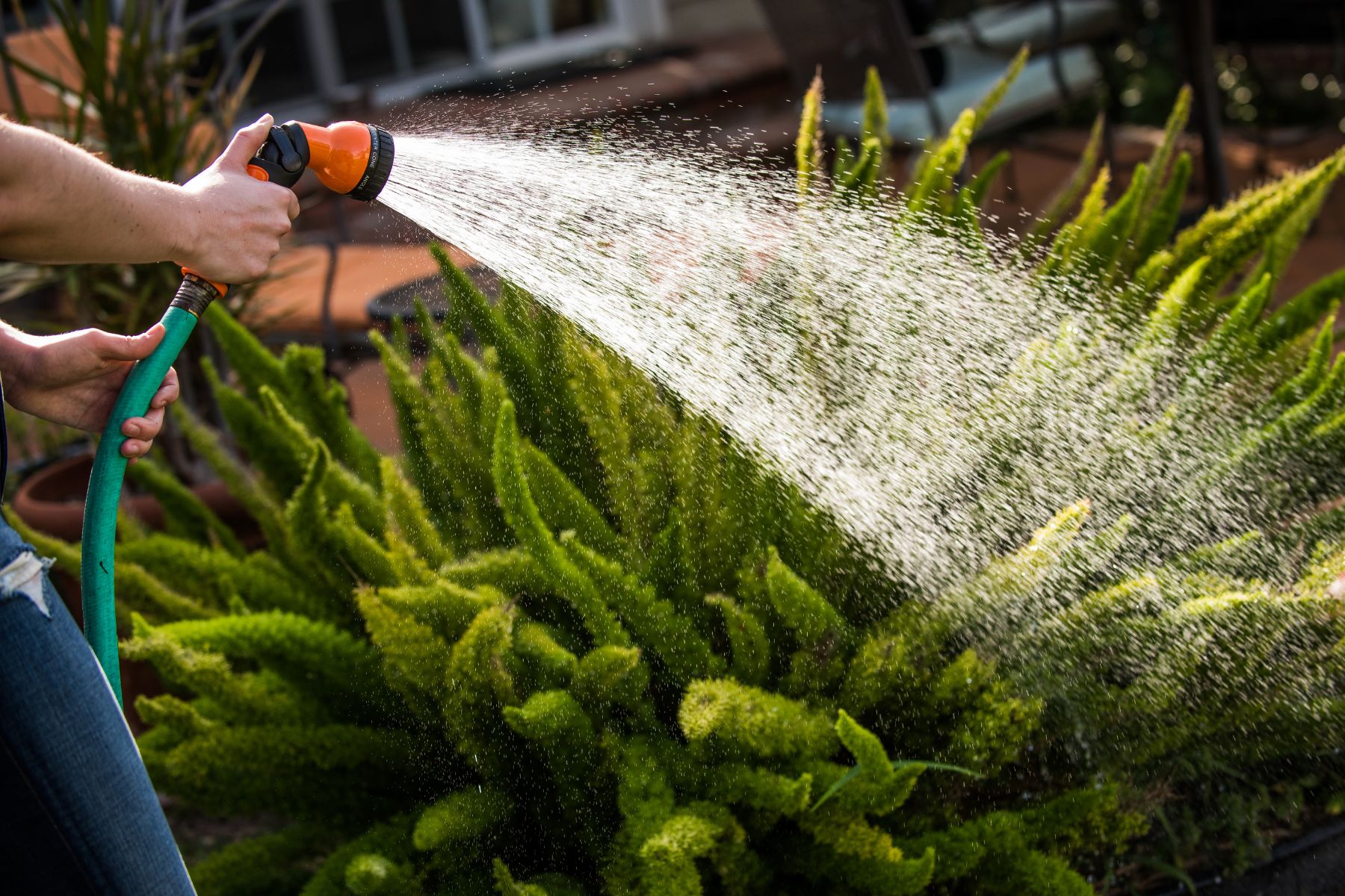 En primavera las plantas de interior y exterior requieren más agua. 