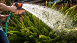 Con qué frecuencia regar las plantas en octubre para mantenerlas saludables en primavera