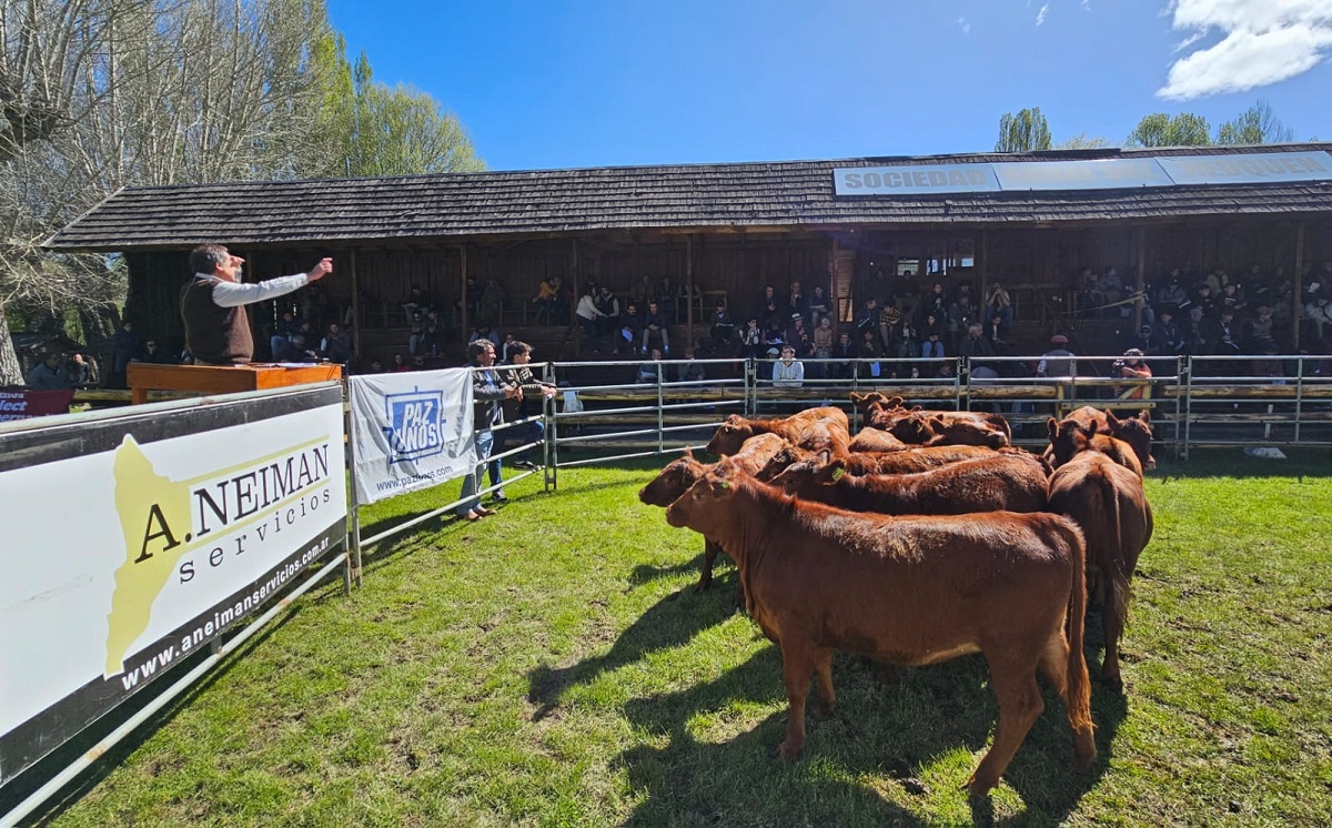 Este domingo se realiza el remate en la pista central del predio de la Sociedad Rural del Neuquén (Prensa SRN)