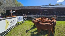 Imagen de Mantener la barrera sanitaria cuesta 7,5 millones de dólares y piden aportes a las provincias