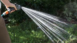 Con qué frecuencia regar las plantas en noviembre para mantenerlas saludables en primavera