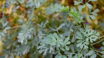 Imagen de Los cinco beneficios de tener una planta de ruda en tu casa: ¿Por qué la recomiendan? 