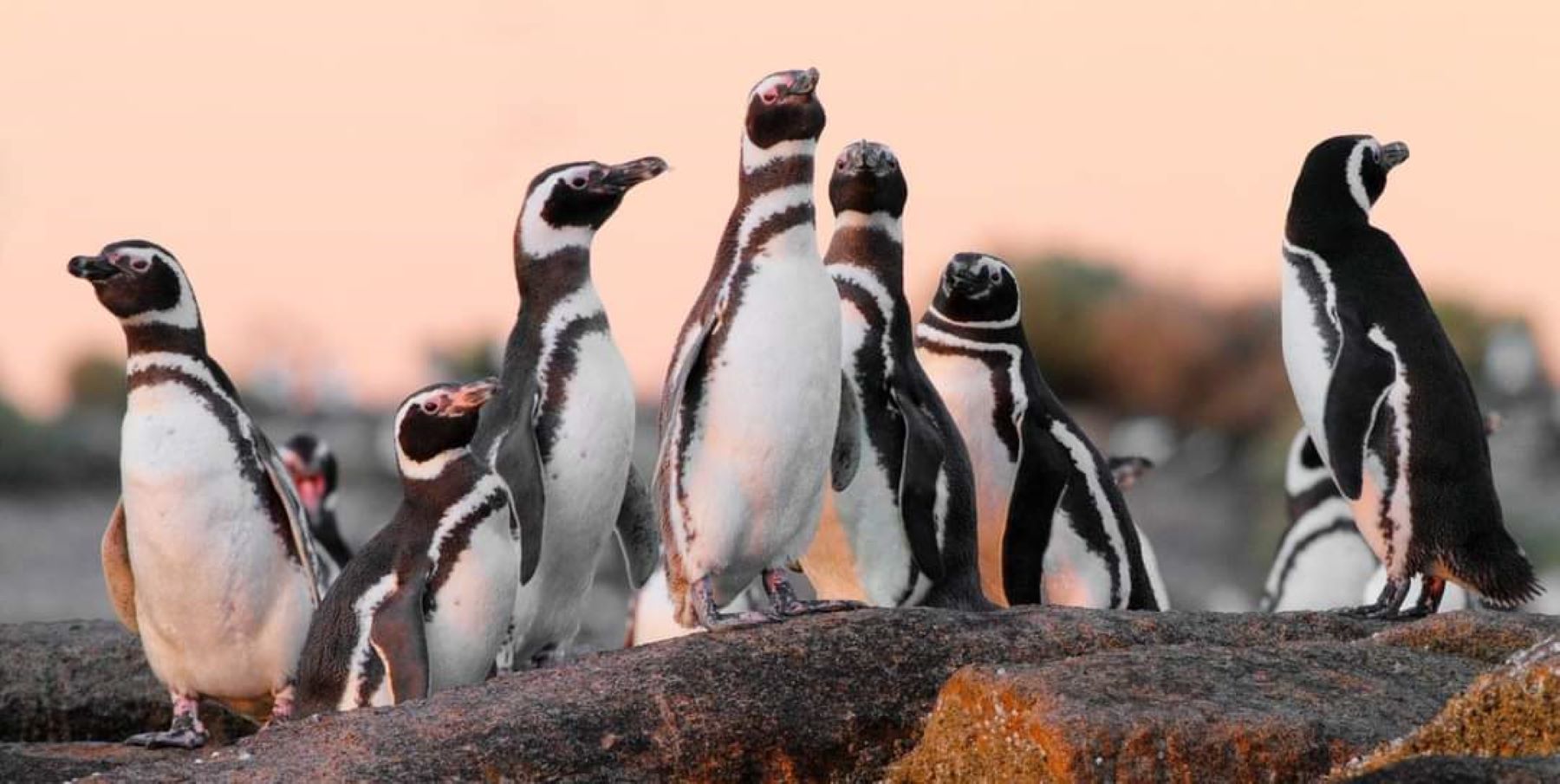 Punta Tombo es la colonia de  Pingüino de Magallanes más grande de Sudamérica. Foto: Gentileza Facebook Juan Cabandié. 