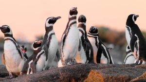 Masacre de pingüinos en Chubut: autorizaron vuelos de drones para vigilar la actividad en Punta Tombo