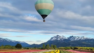 Comenzó la temporada tulipanes en Chubut: el viaje en globo se consolida como una experiencia única