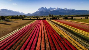 Video: Así amanece en el campo de tulipanes de Trevelin, un despertar soñado en la Patagonia