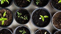 Imagen de Huerta en casa: qué vegetales podés tener en macetas para armar tus propias ensaladas