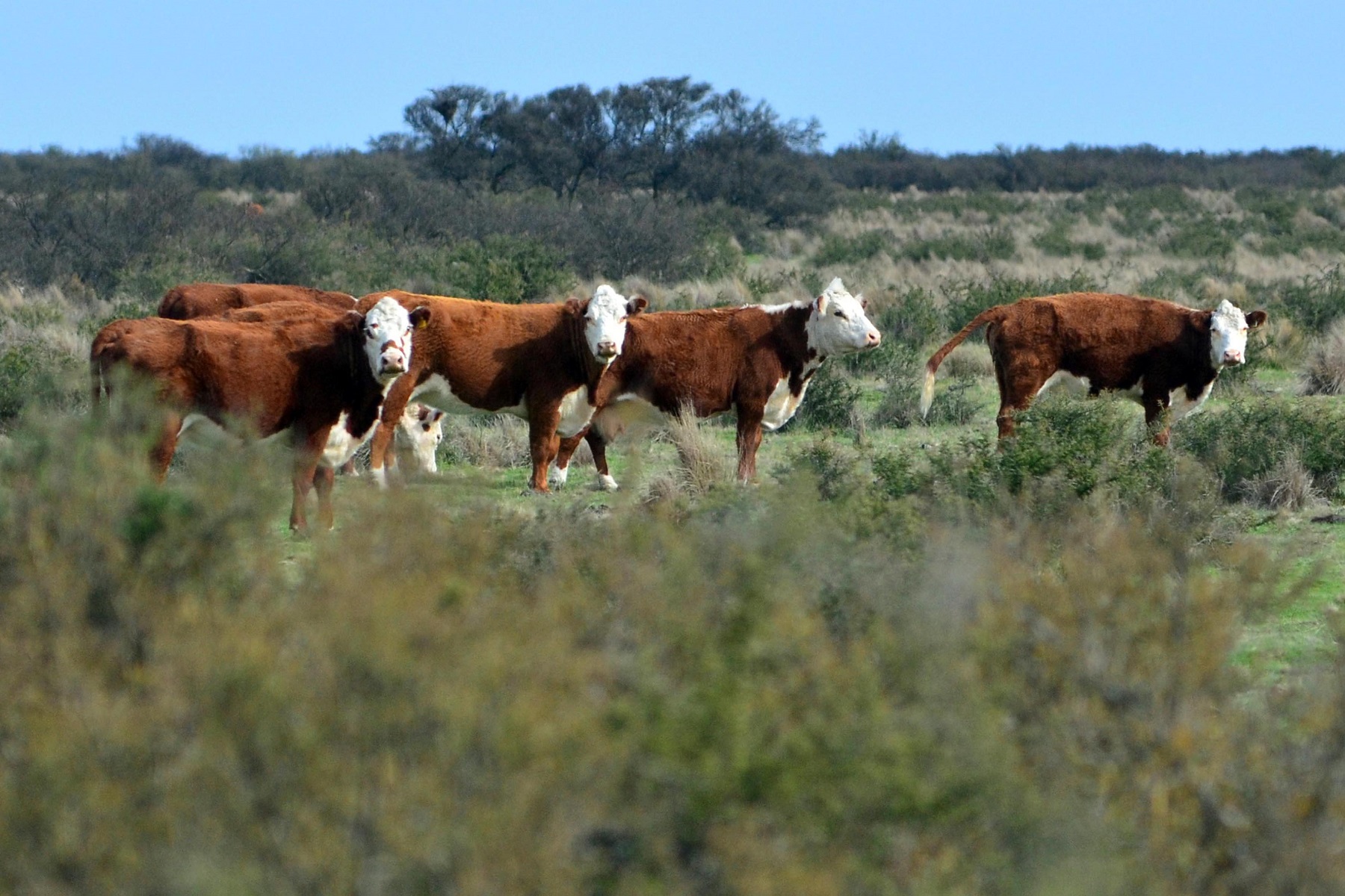 Se estima que para fin de año habrá en los campos rionegrinos unas 650.000 cabezas de ganado. Foto: Marcelo Ochoa.