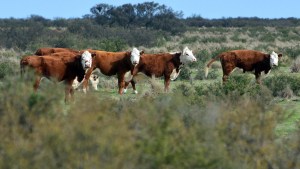 La ganadería de Río Negro es referencia en la zona patagónica