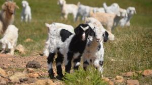 La guardería más ruidosa: la ternura de los chivitos que nacieron en el norte neuquino