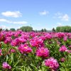 Imagen de Si te perdiste los tulipanes en Trevelin, este mágico campo de peonías está por florecer