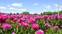 Imagen de Si te perdiste los tulipanes en Trevelin, este mágico campo de peonías está por florecer