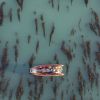 Imagen de Los bosques marinos de la Patagonia pueden ayudar a frenar el cambio climático y hay que protegerlos