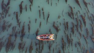 Los bosques marinos de la Patagonia pueden ayudar a frenar el cambio climático y hay que protegerlos