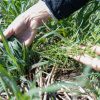 Imagen de Desarrollan la primera avena apta para celíacos en Argentina