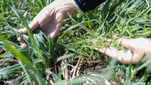 Desarrollan la primera avena apta para celíacos en Argentina