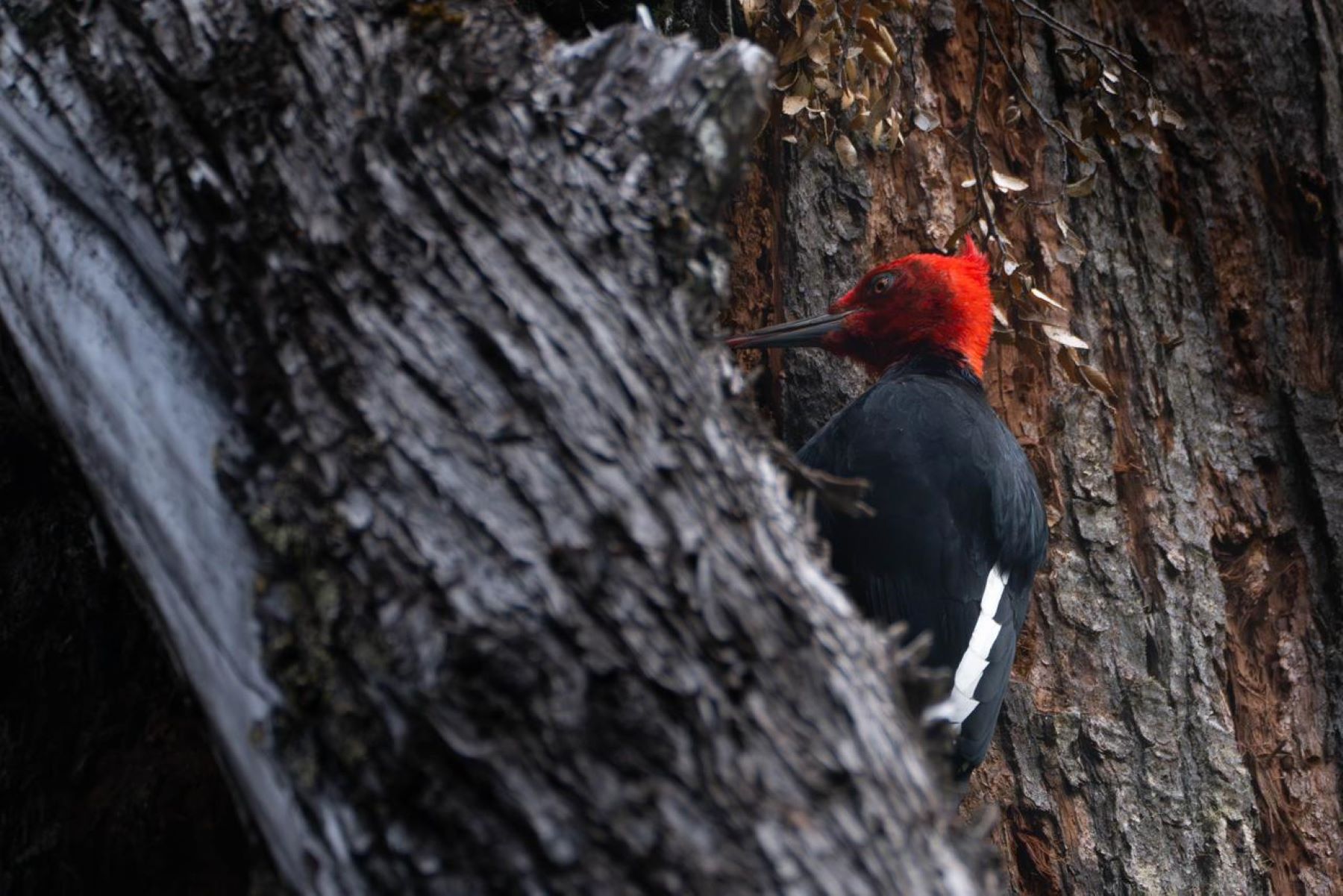 Los registros de Ignacio Roesler en Río Negro. Foto: gentileza