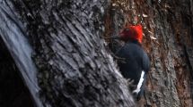 Imagen de Río Negro, cuarta en el registro de biodiversidad aviar: «Intentamos encontrar en un día todos los pájaros del mundo»